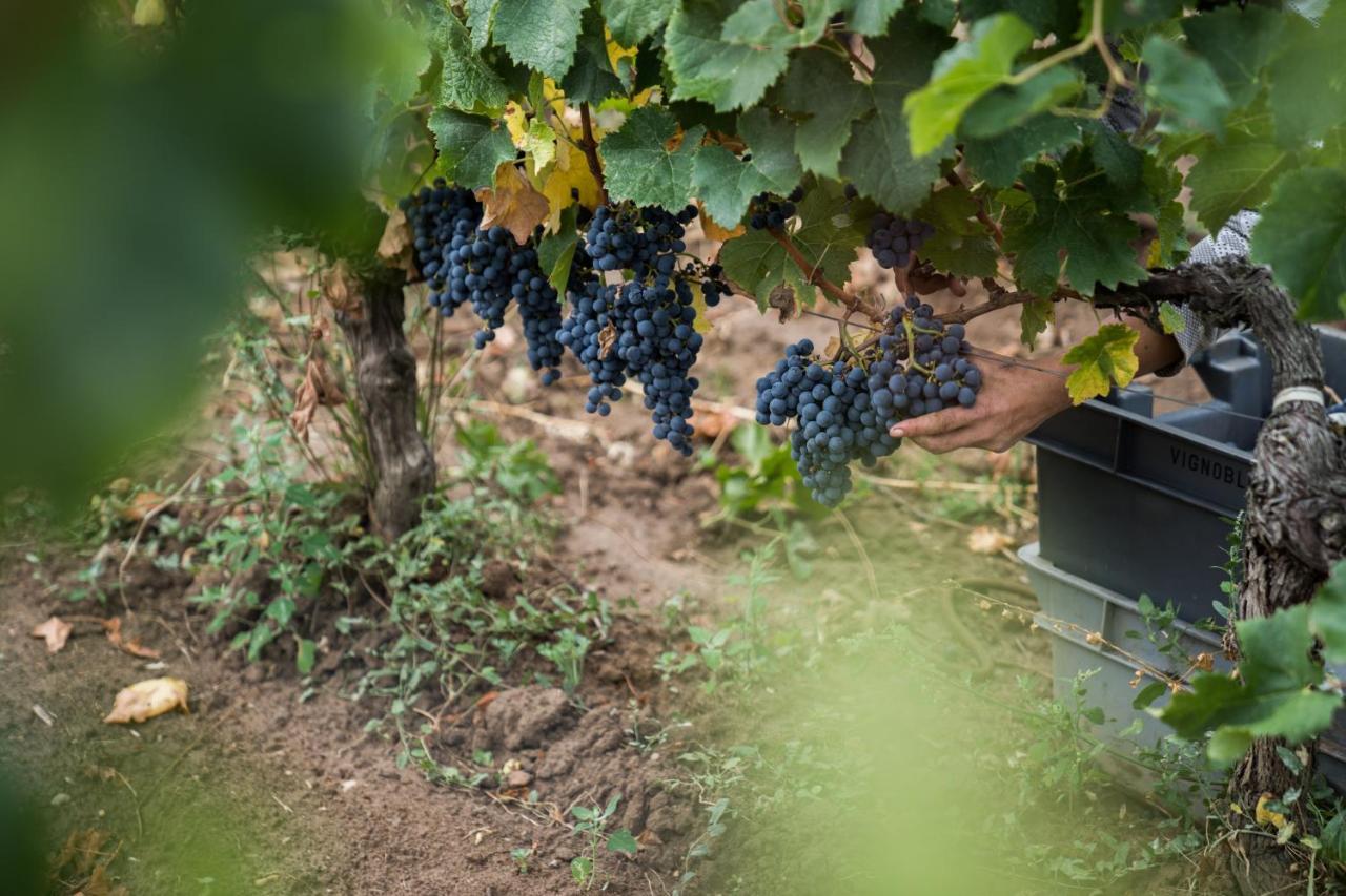 Chateau Bonalgue - Pomerol Libourne Esterno foto